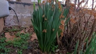 Daffodils Beginning to Bloom