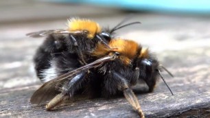 Bee having a Good Sex on Wood Chair