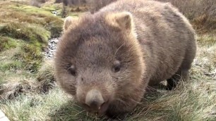 Wombat has a Great Time!